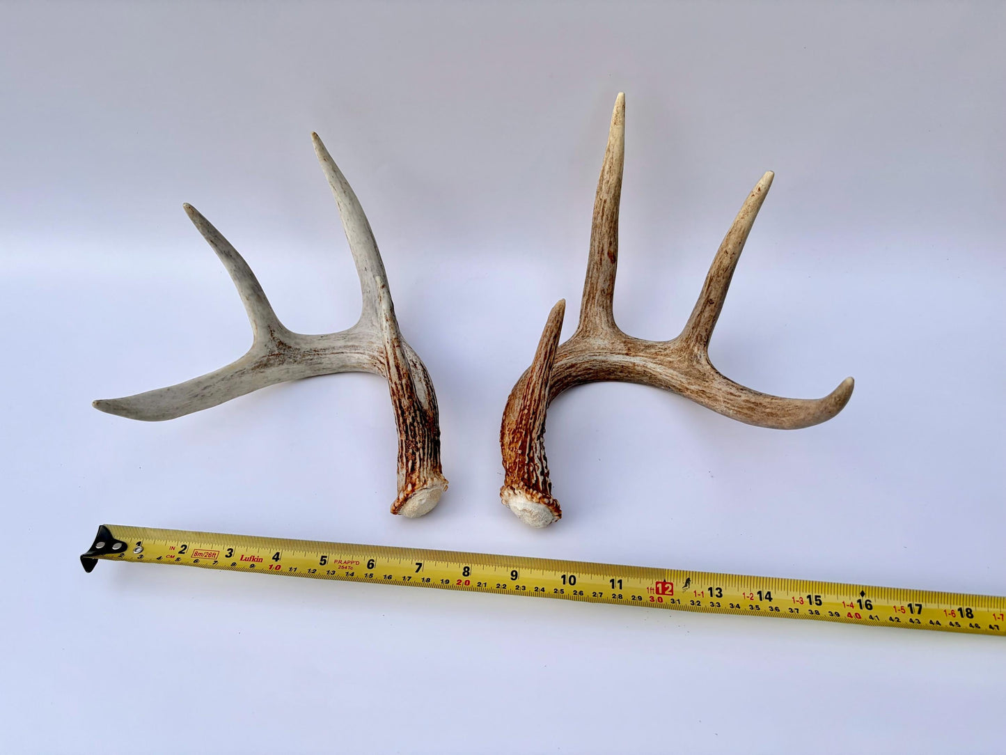 Matched White-Tailed Deer Antlers: Freshly Shed, small 8-Point set.