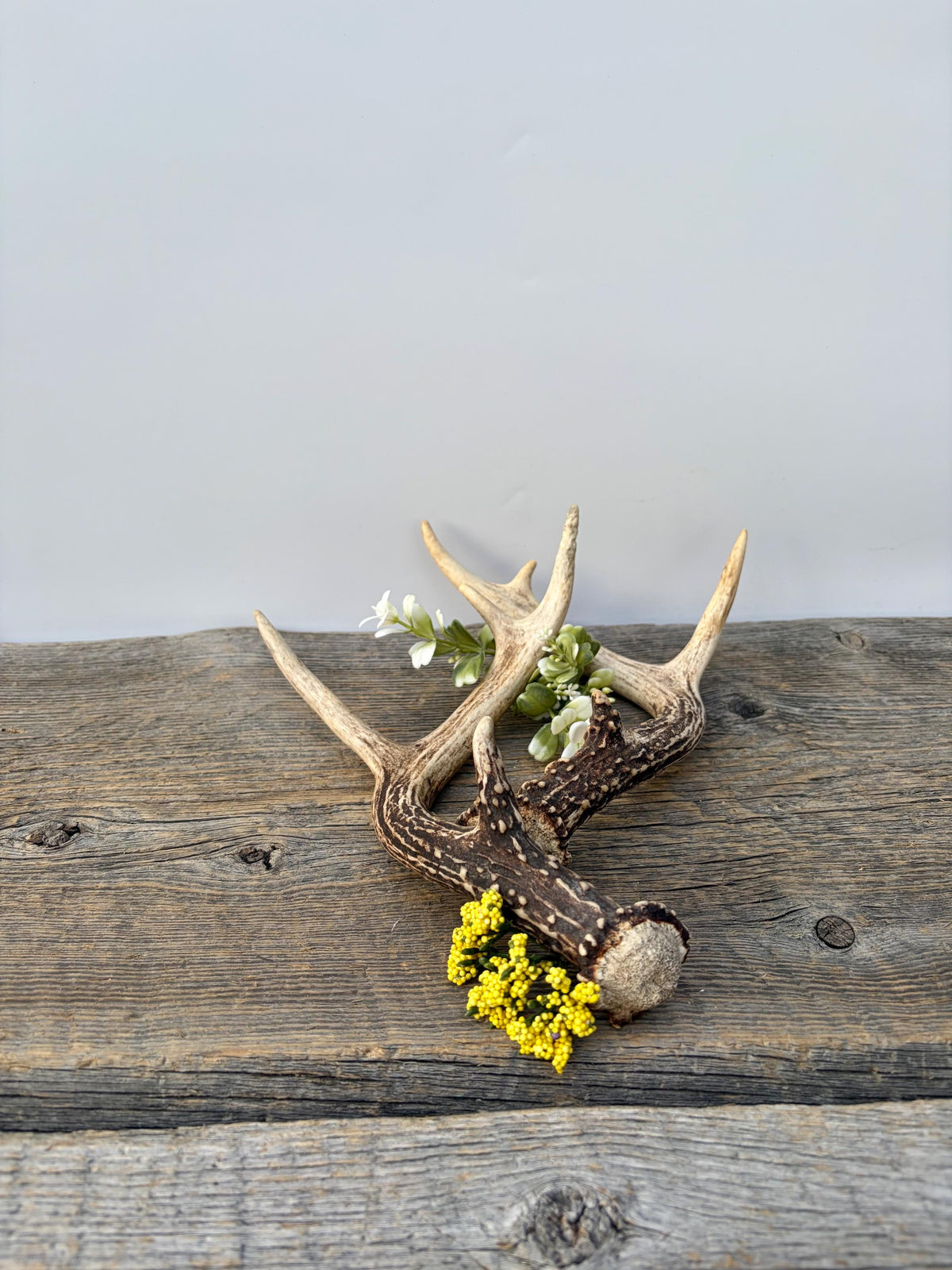 Deer Antlers - Small White-tailed Deer Matching set. Canadian Buck. Crafting and Decor Antlers