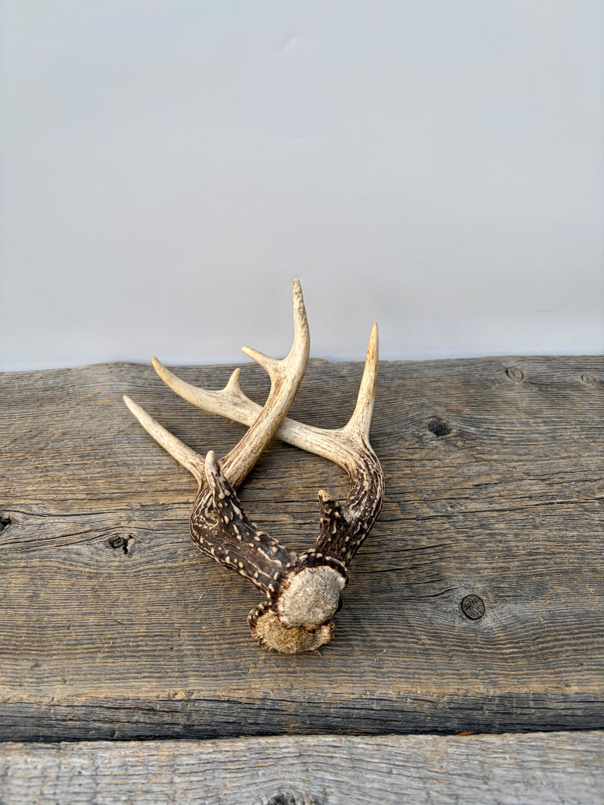 Deer Antlers - Small White-tailed Deer Matching set. Canadian Buck. Crafting and Decor Antlers