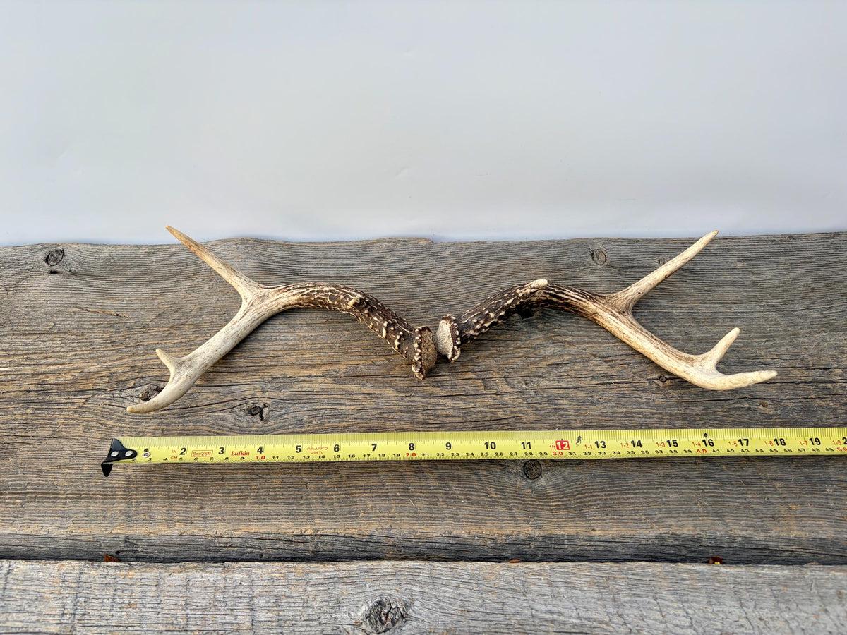 Deer Antlers - Small White-tailed Deer Matching set. Canadian Buck. Crafting and Decor Antlers