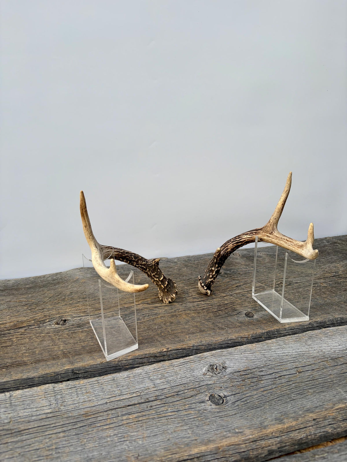 Deer Antlers - Small White-tailed Deer Matching set. Canadian Buck. Crafting and Decor Antlers
