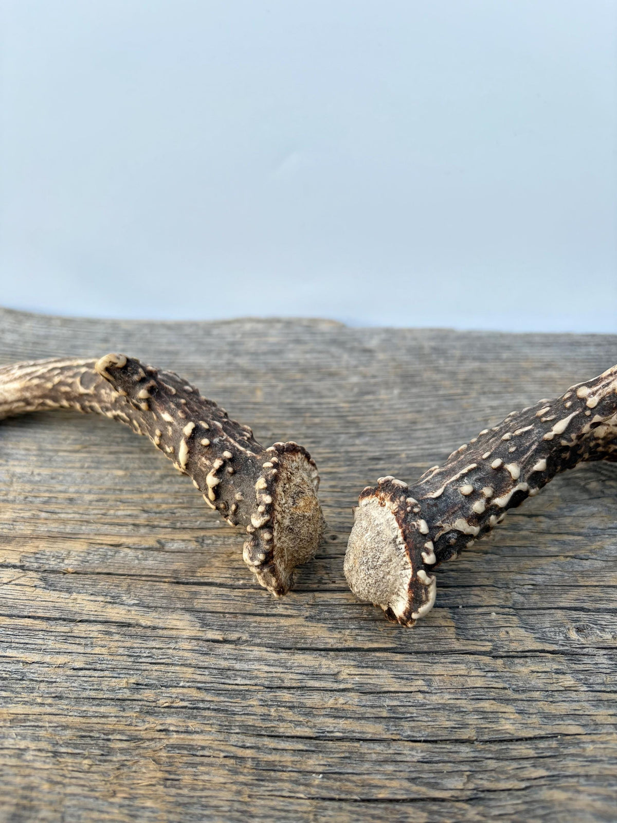 Deer Antlers - Small White-tailed Deer Matching set. Canadian Buck. Crafting and Decor Antlers