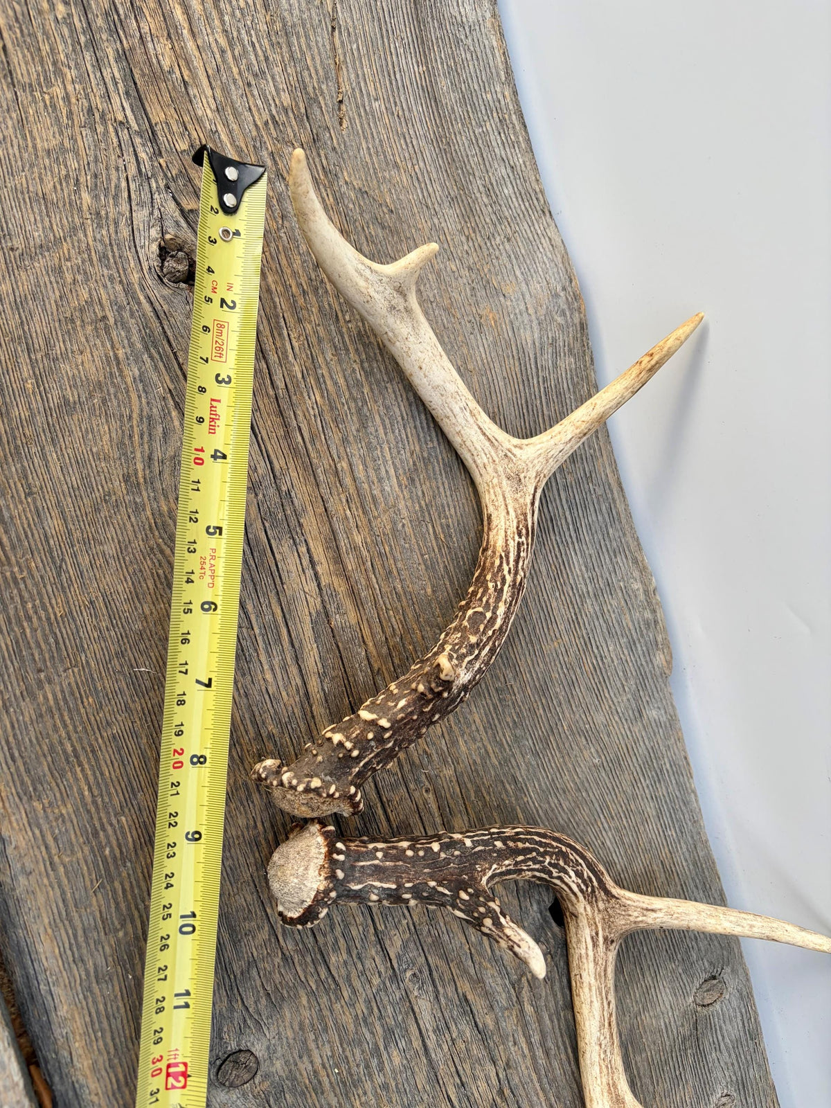 Deer Antlers - Small White-tailed Deer Matching set. Canadian Buck. Crafting and Decor Antlers