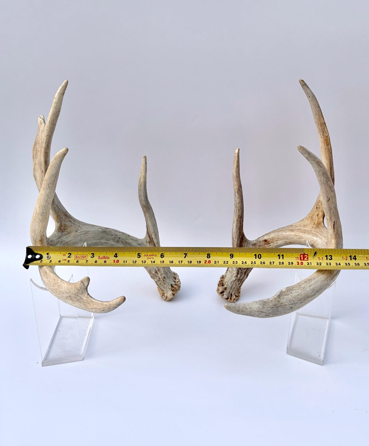 White-tailed Deer Antlers - Large Matching Set. Decor, Crafting and More.