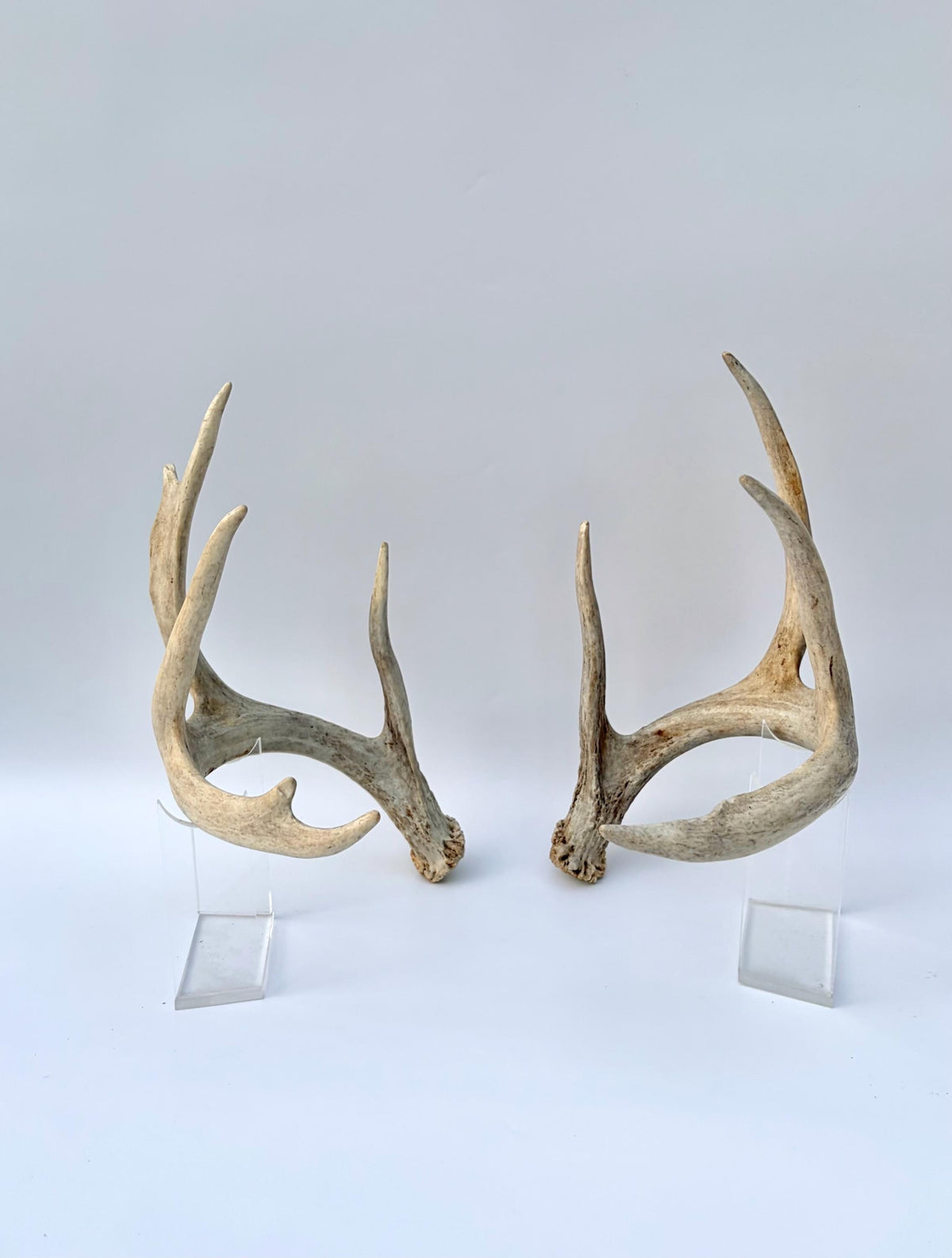 White-tailed Deer Antlers - Large Matching Set. Decor, Crafting and More.