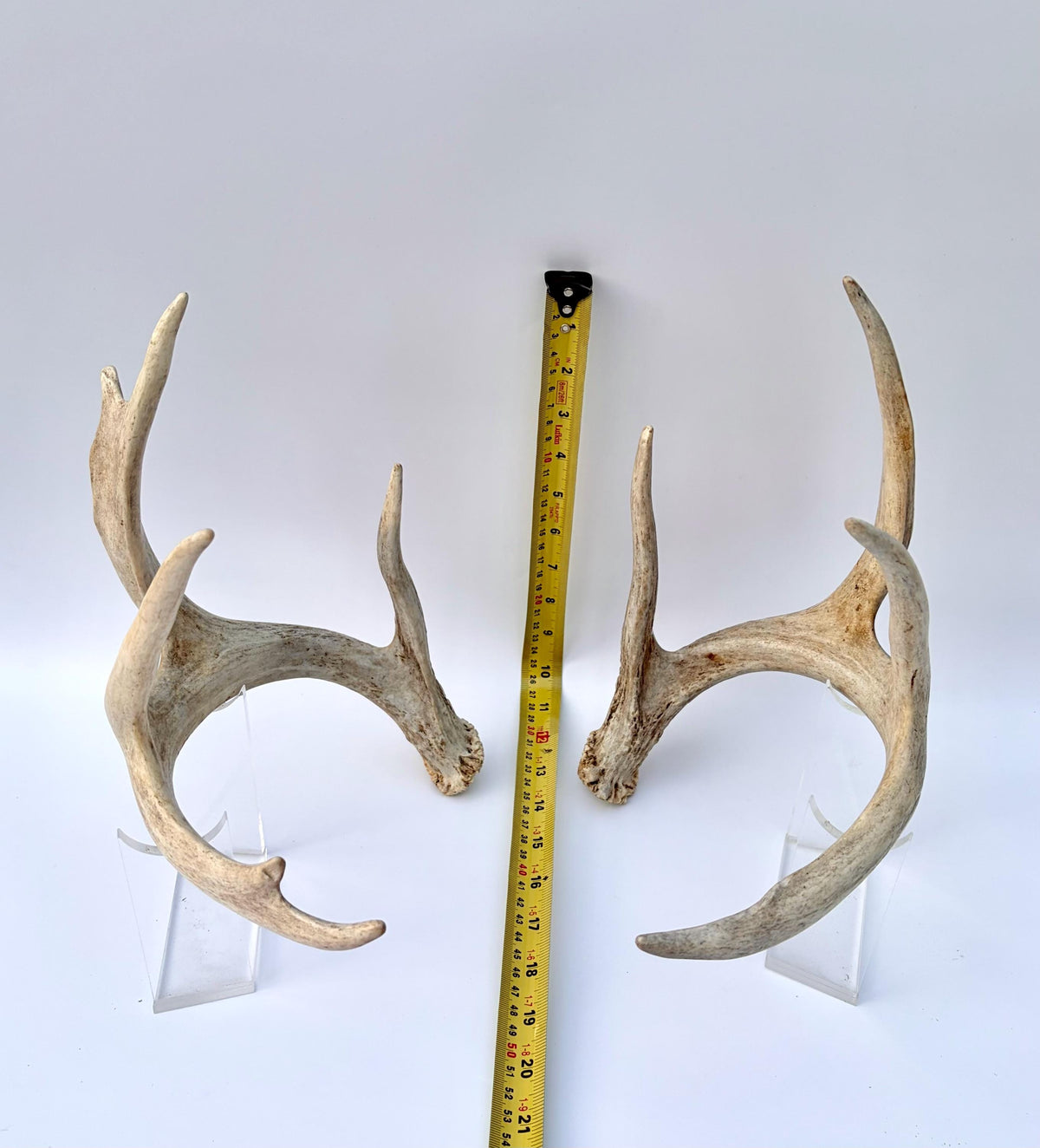 White-tailed Deer Antlers - Large Matching Set. Decor, Crafting and More.