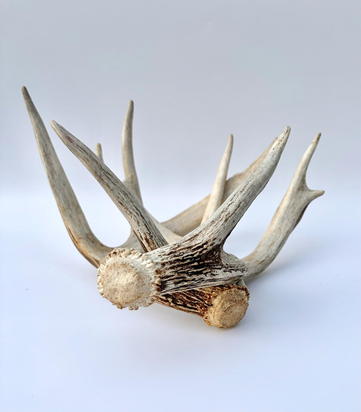 White-tailed Deer Antlers - Large Matching Set. Decor, Crafting and More.