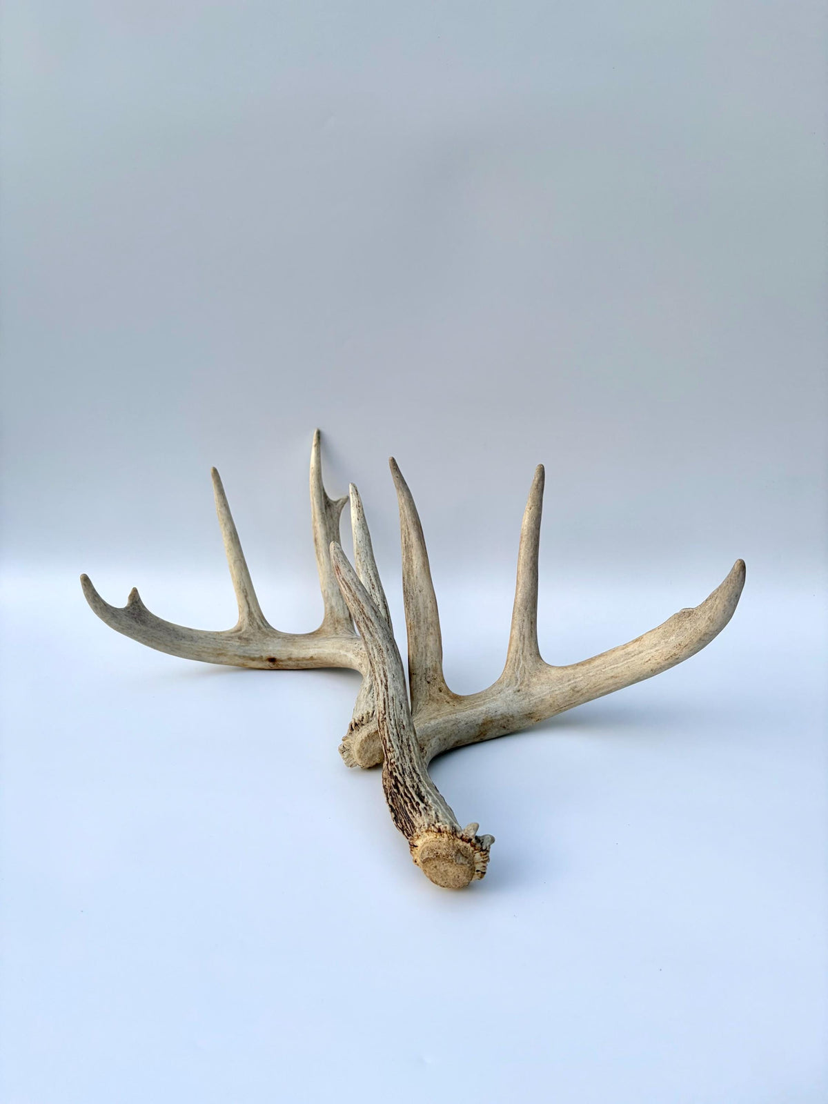 White-tailed Deer Antlers - Large Matching Set. Decor, Crafting and More.