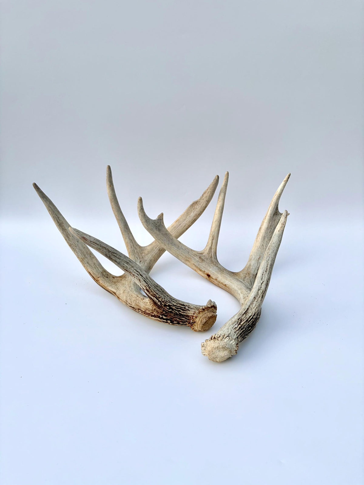 White-tailed Deer Antlers - Large Matching Set. Decor, Crafting and More.