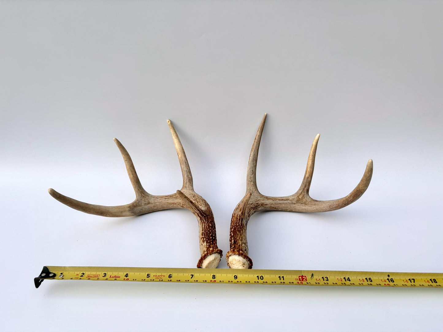 Deer Antlers - White-tailed Deer Matching set. Canadian Buck. Small 8 point set of Crafting and Decor Antlers