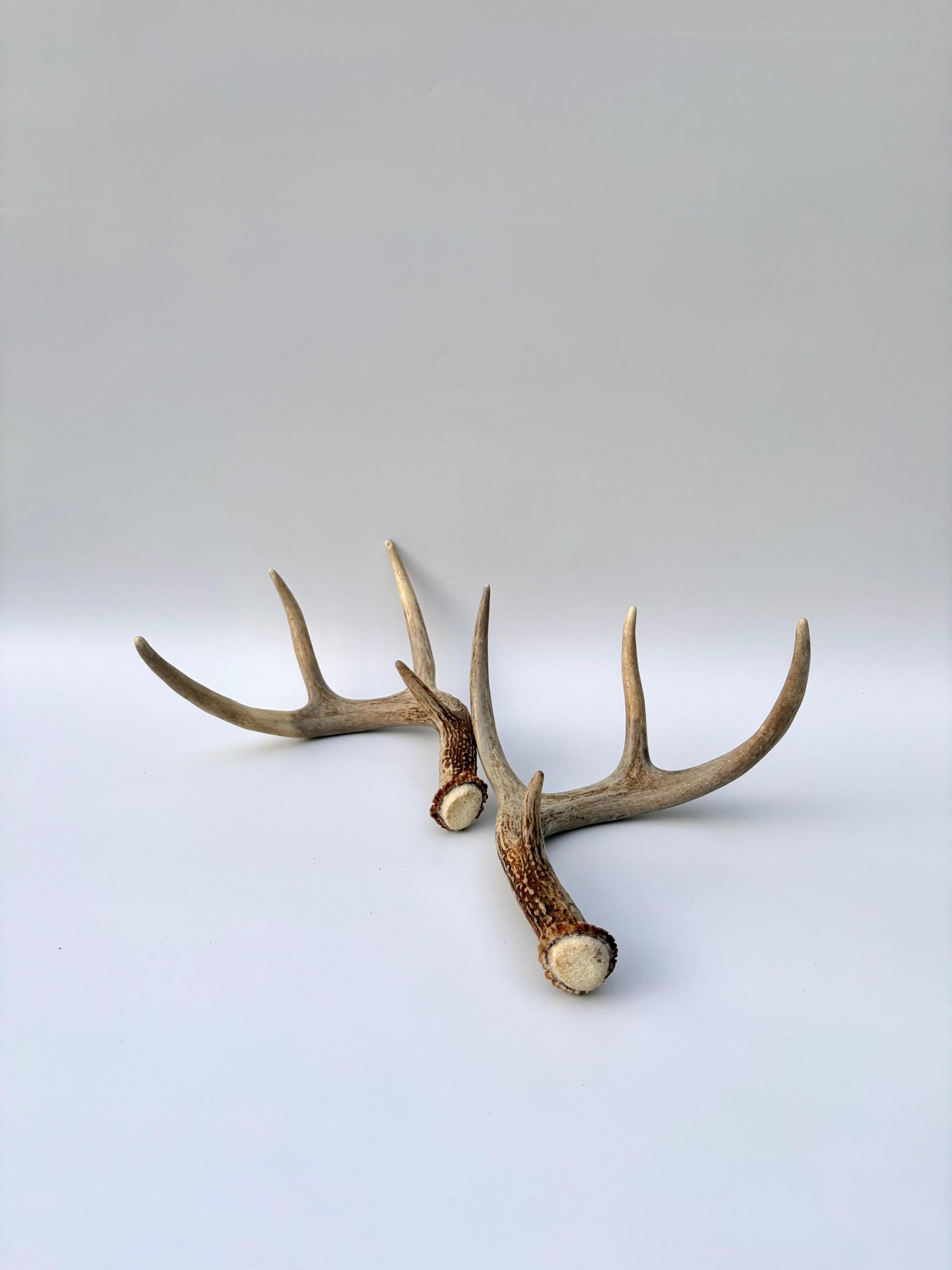 Deer Antlers - White-tailed Deer Matching set. Canadian Buck. Small 8 point set of Crafting and Decor Antlers