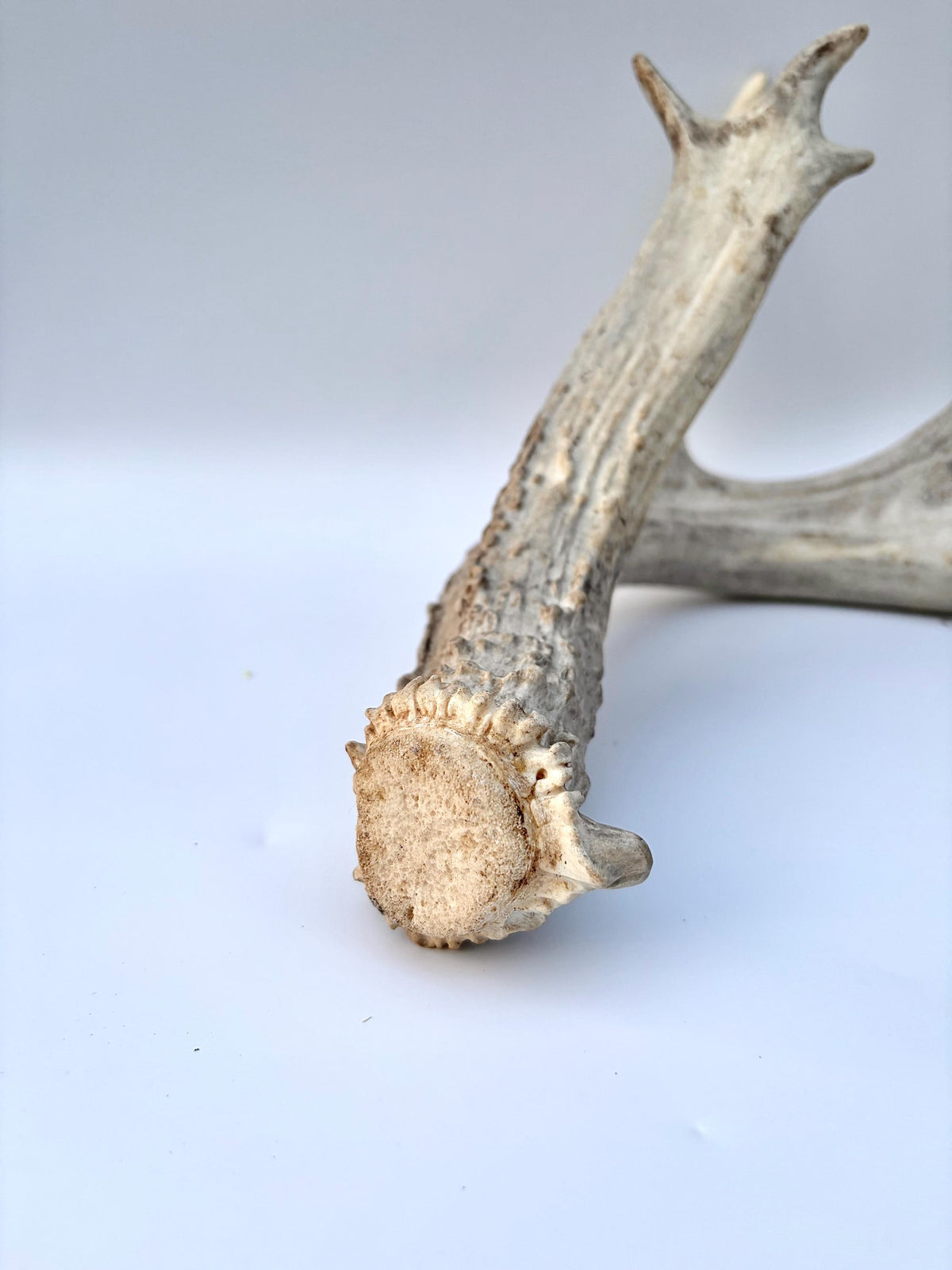 White-tailed Deer Antler – Heavy Naturally Shed Antler. Crafting and Decor Antler