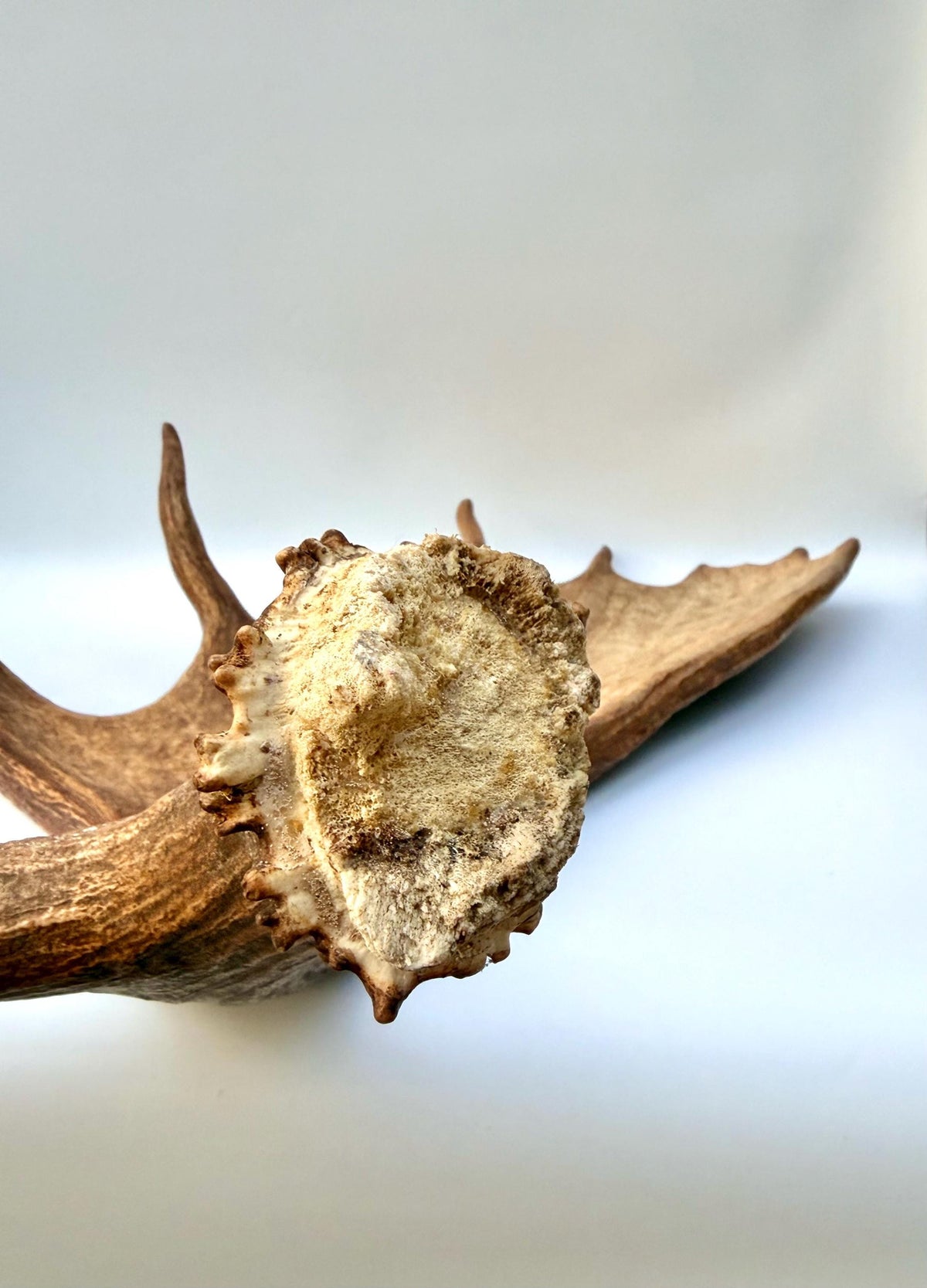 Enormous Alberta Moose Antler Set. Massive antlers for wall decor, crafting, carving and more.