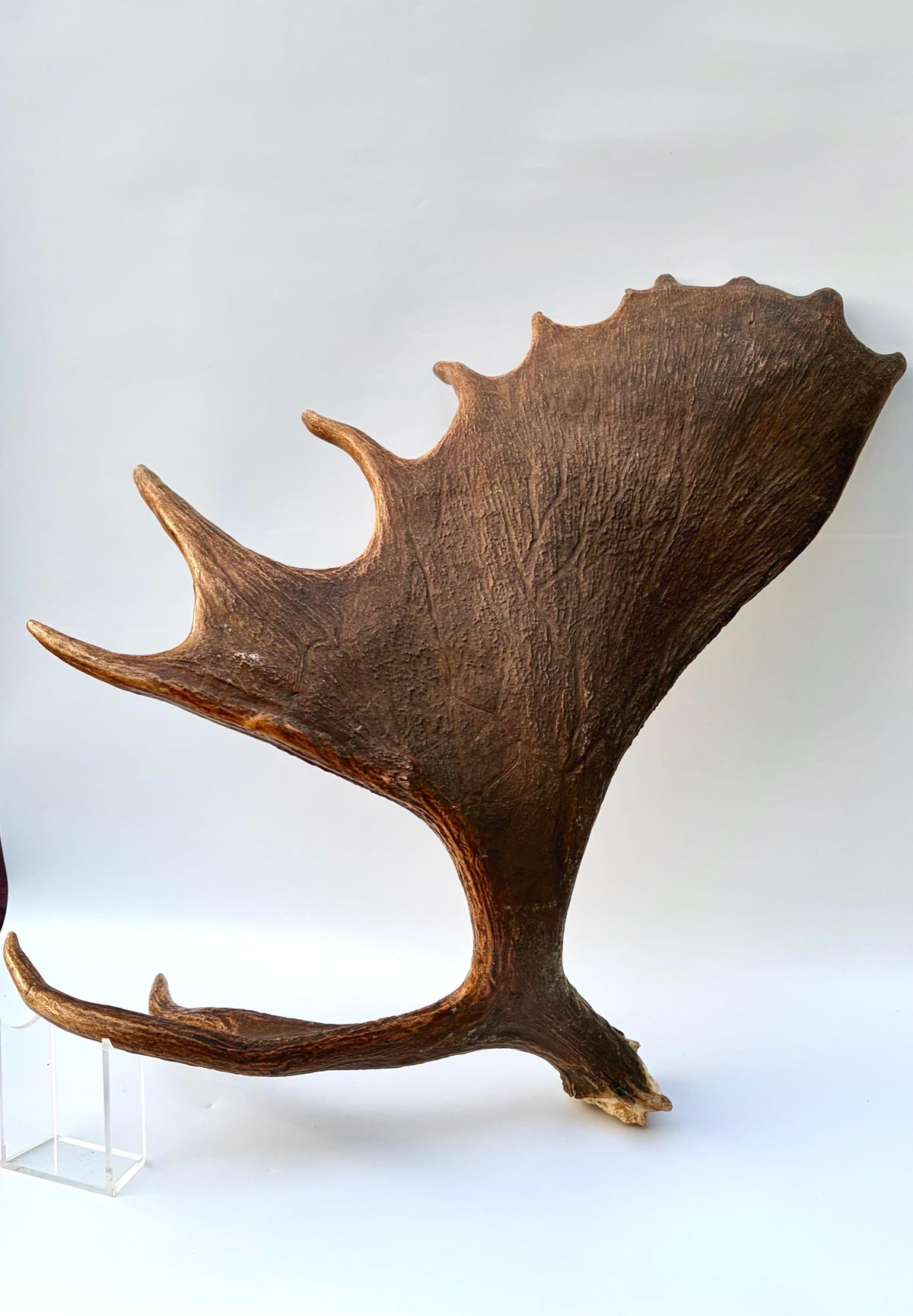 Enormous Alberta Moose Antler Set. Massive antlers for wall decor, crafting, carving and more.
