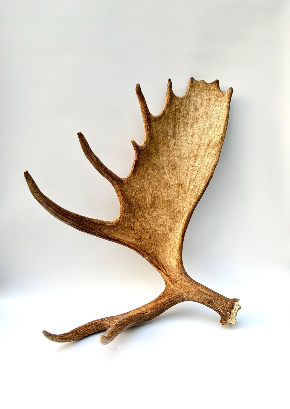 Enormous Alberta Moose Antler Set. Massive antlers for wall decor, crafting, carving and more.