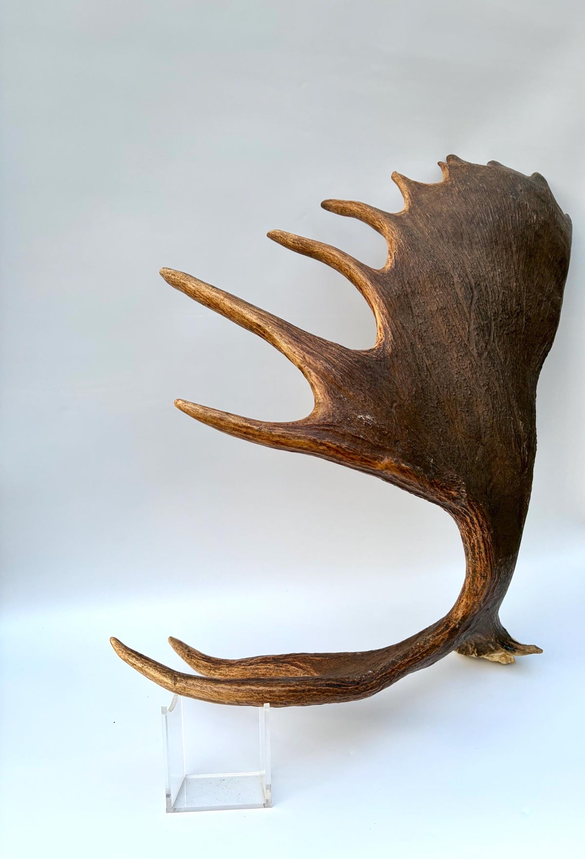 Enormous Alberta Moose Antler Set. Massive antlers for wall decor, crafting, carving and more.
