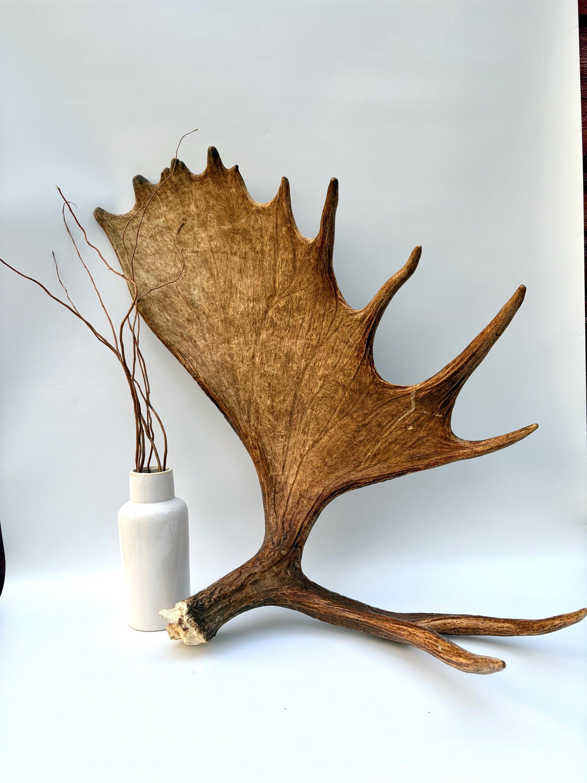 Enormous Alberta Moose Antler Set. Massive antlers for wall decor, crafting, carving and more.