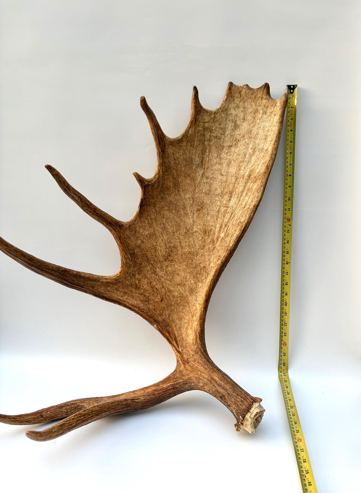 Enormous Alberta Moose Antler Set. Massive antlers for wall decor, crafting, carving and more.