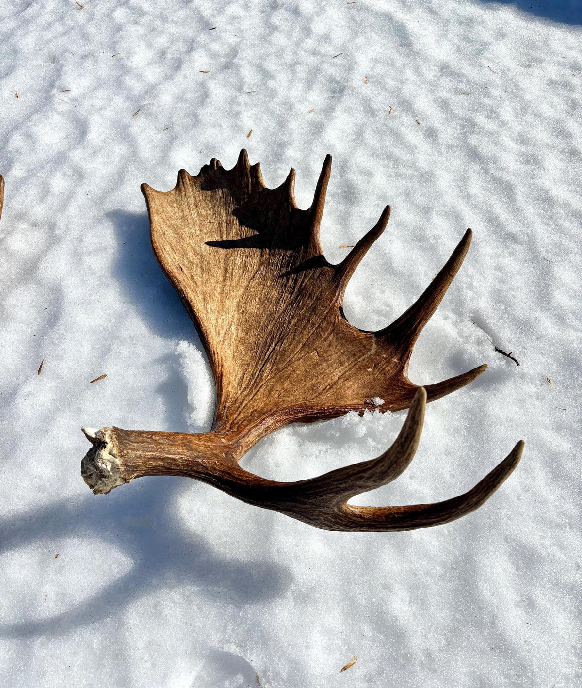 Enormous Alberta Moose Antler Set. Massive antlers for wall decor, crafting, carving and more.