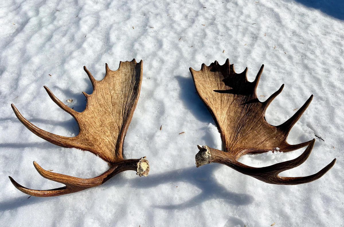 Enormous Alberta Moose Antler Set. Massive antlers for wall decor, crafting, carving and more.