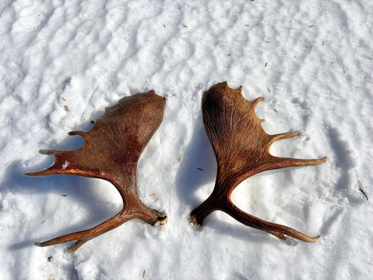 Enormous Alberta Moose Antler Set. Massive antlers for wall decor, crafting, carving and more.