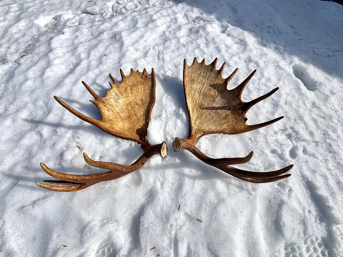 Enormous Alberta Moose Antler Set. Massive antlers for wall decor, crafting, carving and more.