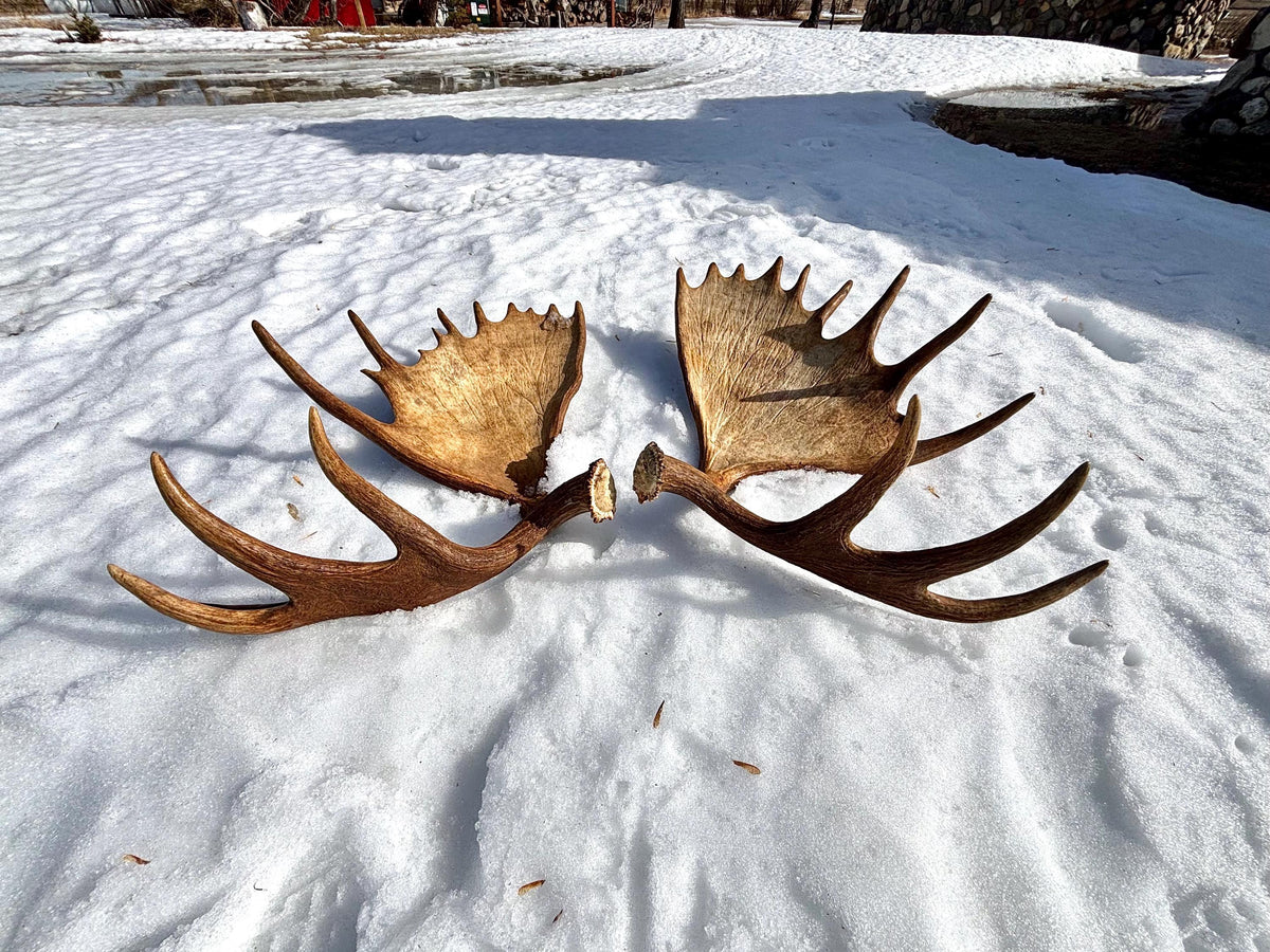 Enormous Alberta Moose Antler Set. Massive antlers for wall decor, crafting, carving and more.
