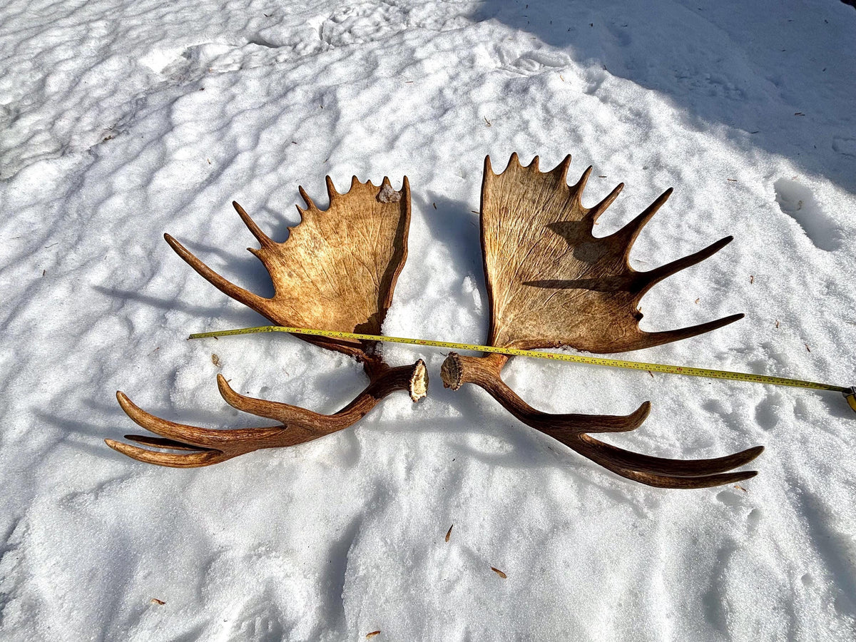 Enormous Alberta Moose Antler Set. Massive antlers for wall decor, crafting, carving and more.