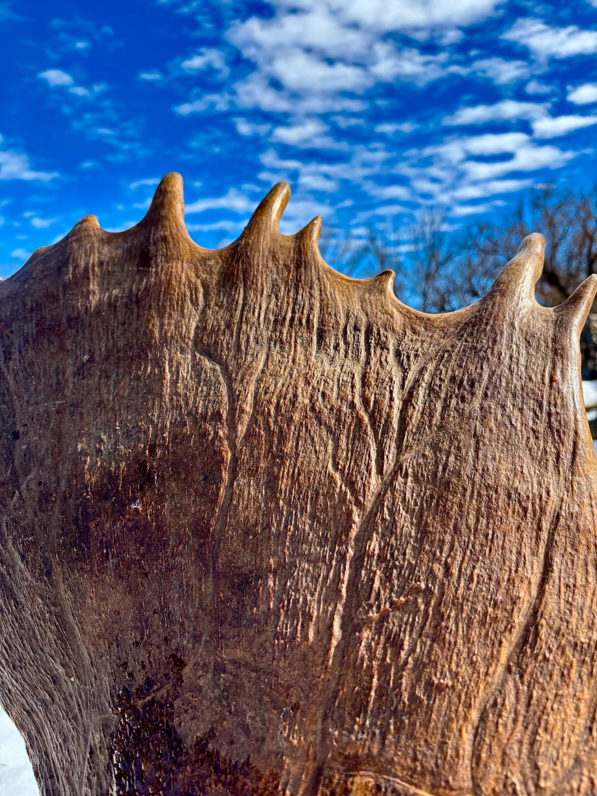 Enormous Alberta Moose Antler Set. Massive antlers for wall decor, crafting, carving and more.