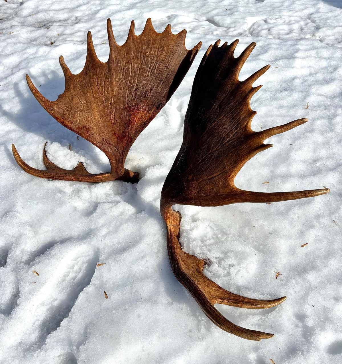 Enormous Alberta Moose Antler Set. Massive antlers for wall decor, crafting, carving and more.