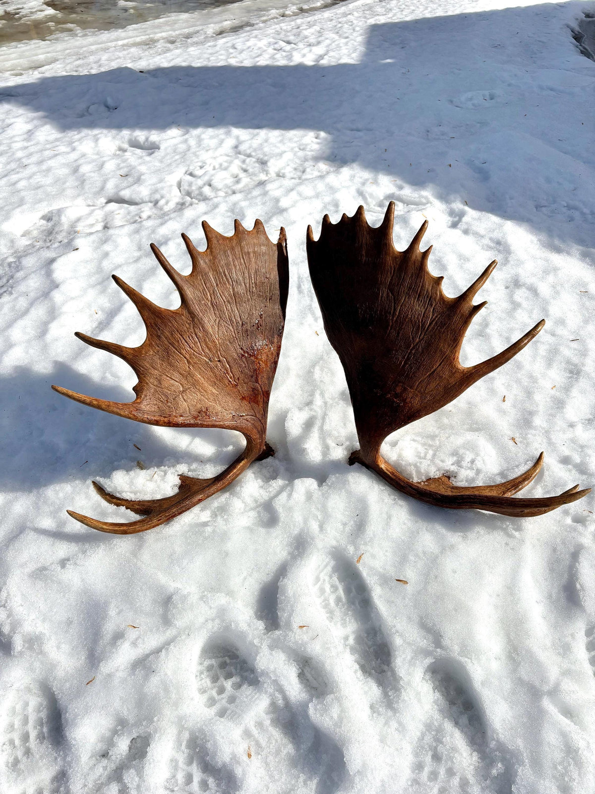 Enormous Alberta Moose Antler Set. Massive antlers for wall decor, crafting, carving and more.