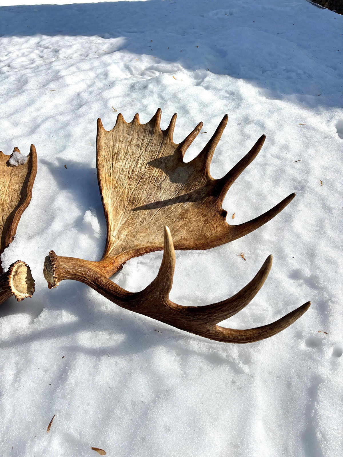 Enormous Alberta Moose Antler Set. Massive antlers for wall decor, crafting, carving and more.