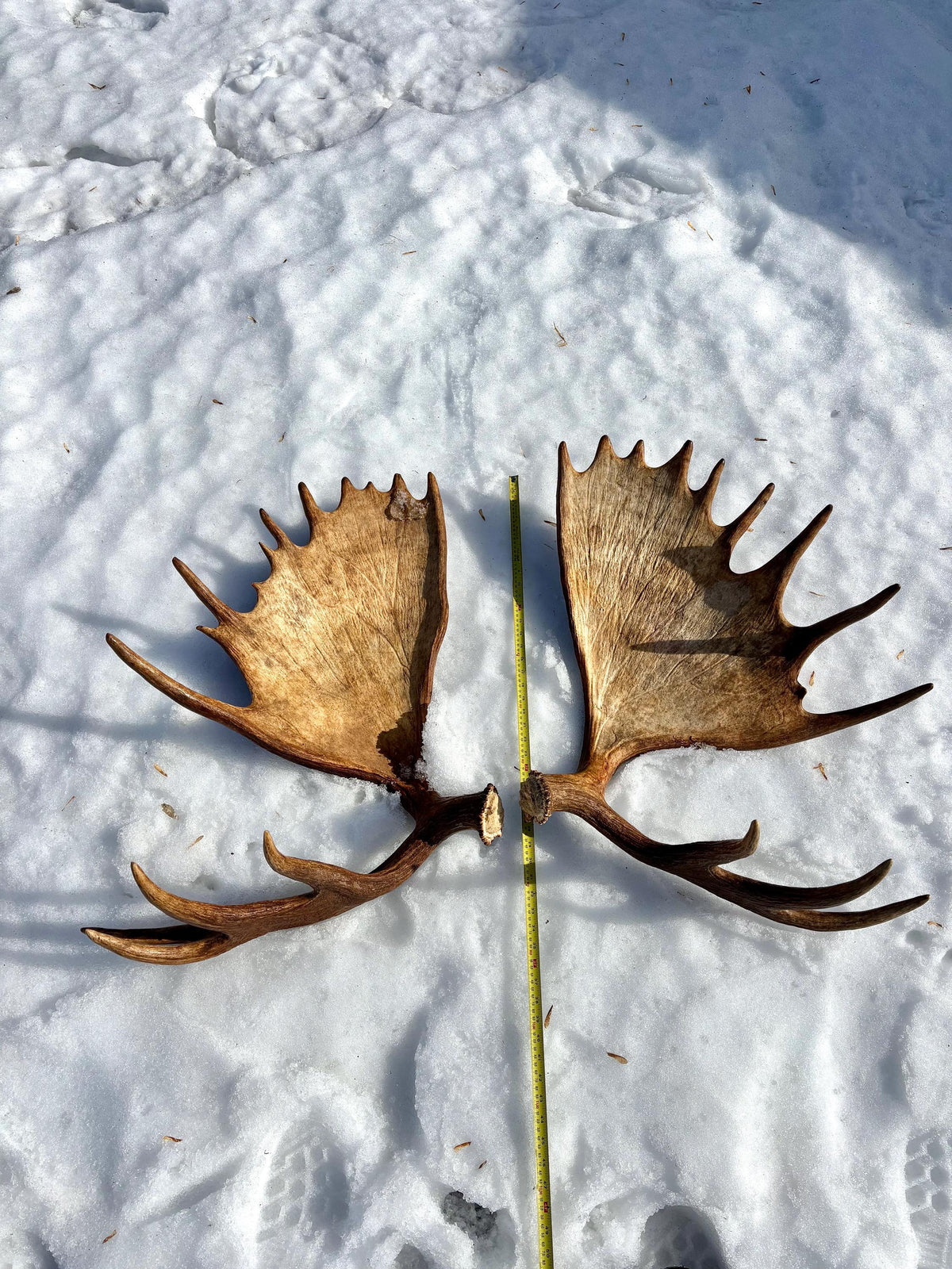 Enormous Alberta Moose Antler Set. Massive antlers for wall decor, crafting, carving and more.