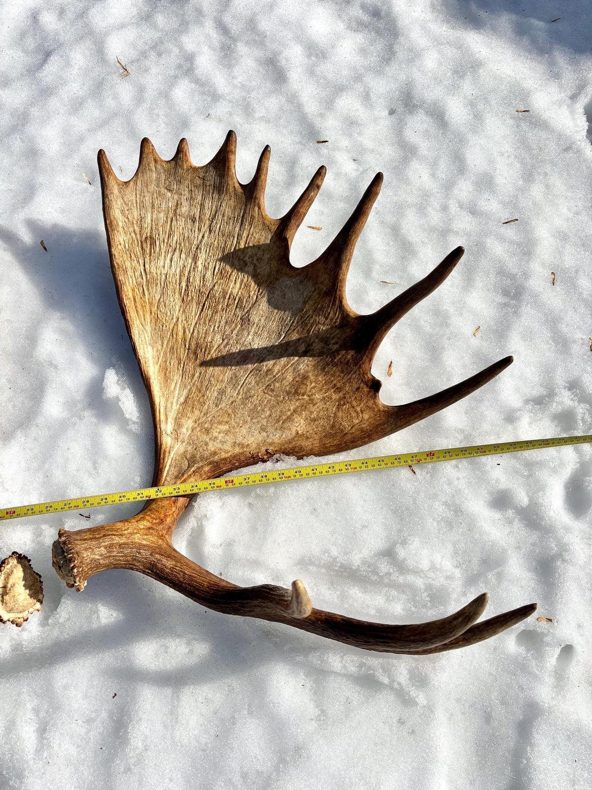 Enormous Alberta Moose Antler Set. Massive antlers for wall decor, crafting, carving and more.