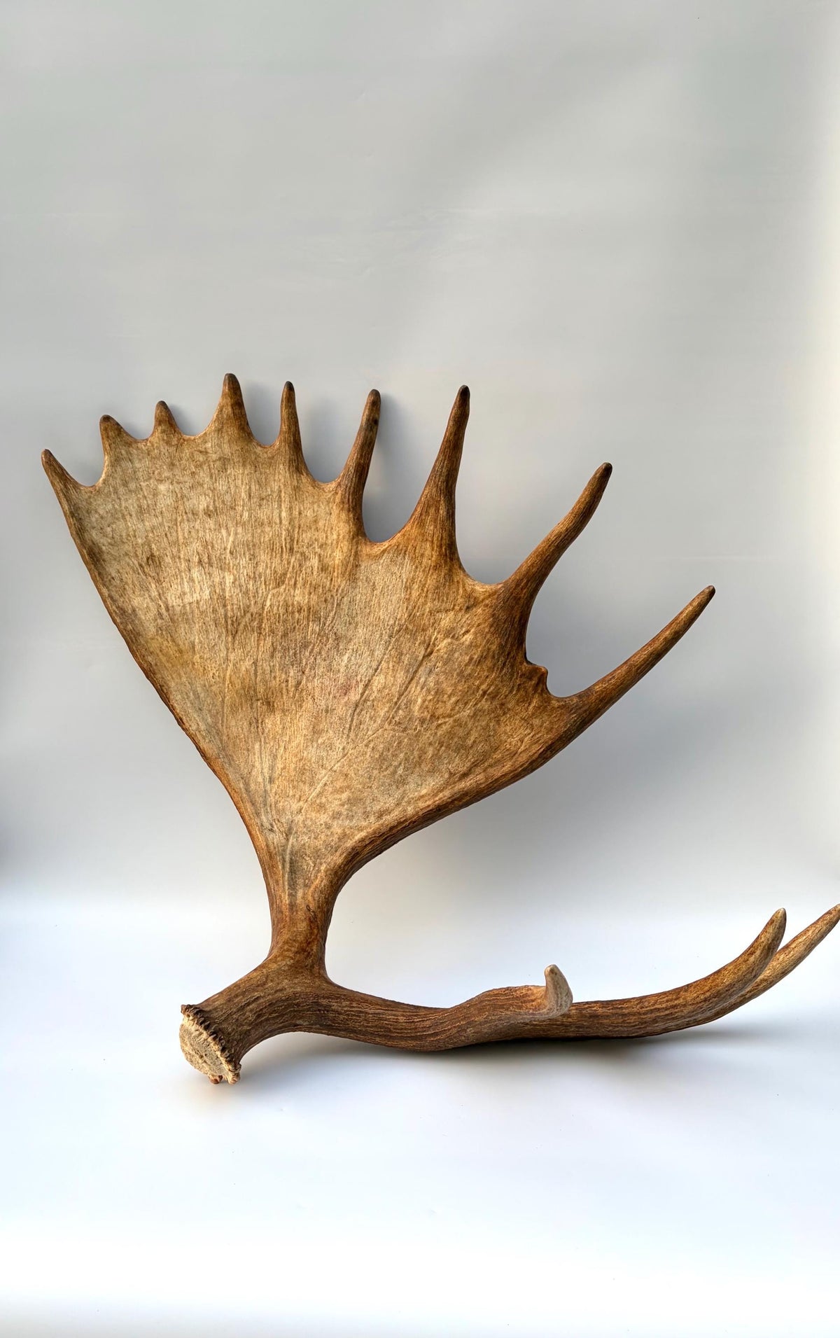 Enormous Alberta Moose Antler Set. Massive antlers for wall decor, crafting, carving and more.