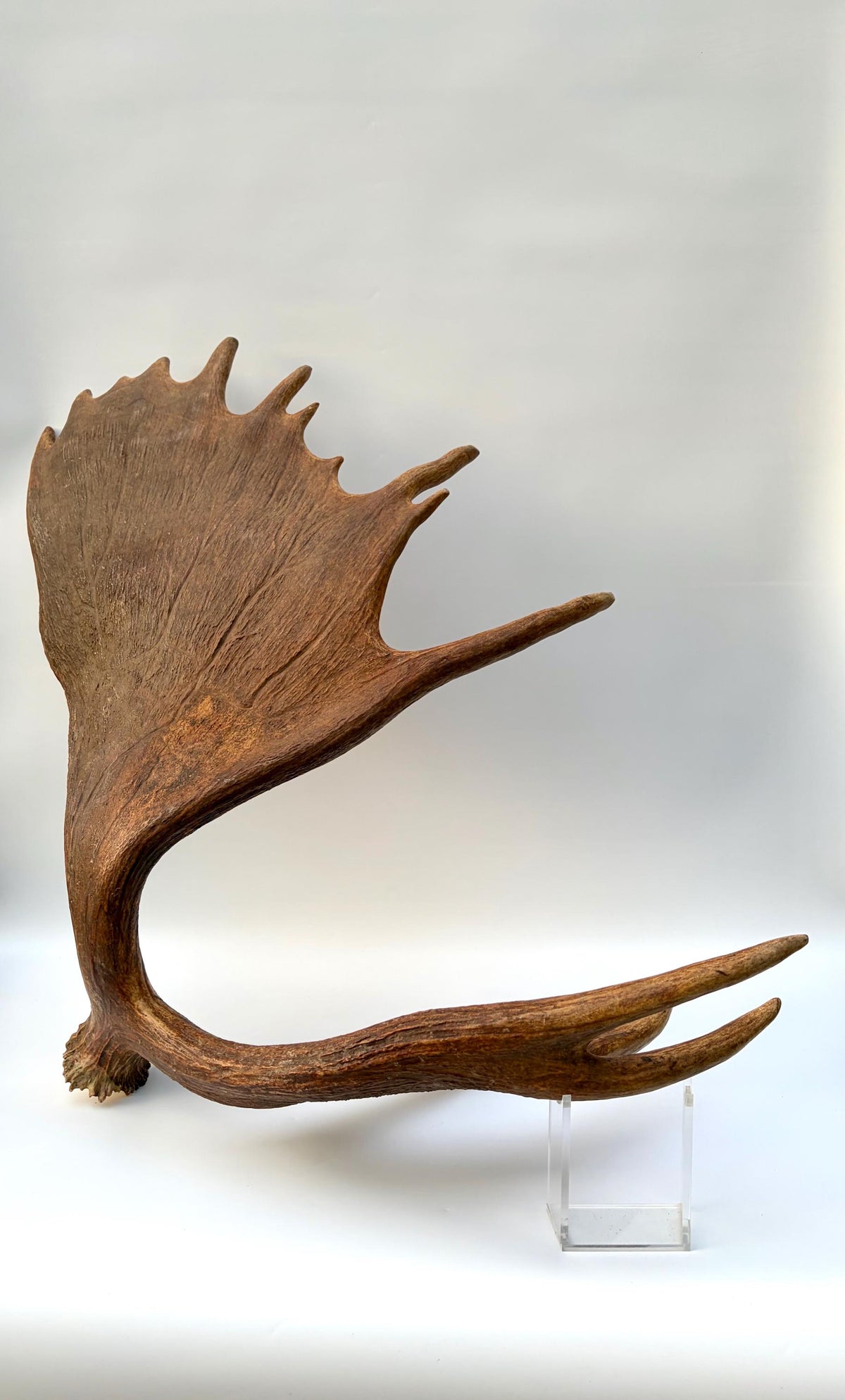 Enormous Alberta Moose Antler Set. Massive antlers for wall decor, crafting, carving and more.