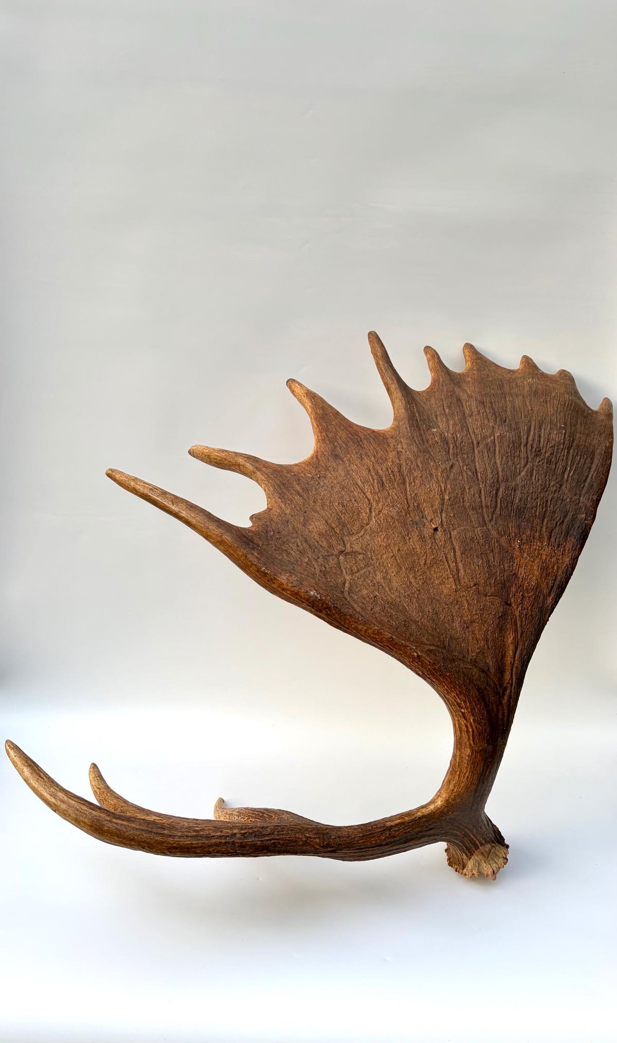 Enormous Alberta Moose Antler Set. Massive antlers for wall decor, crafting, carving and more.