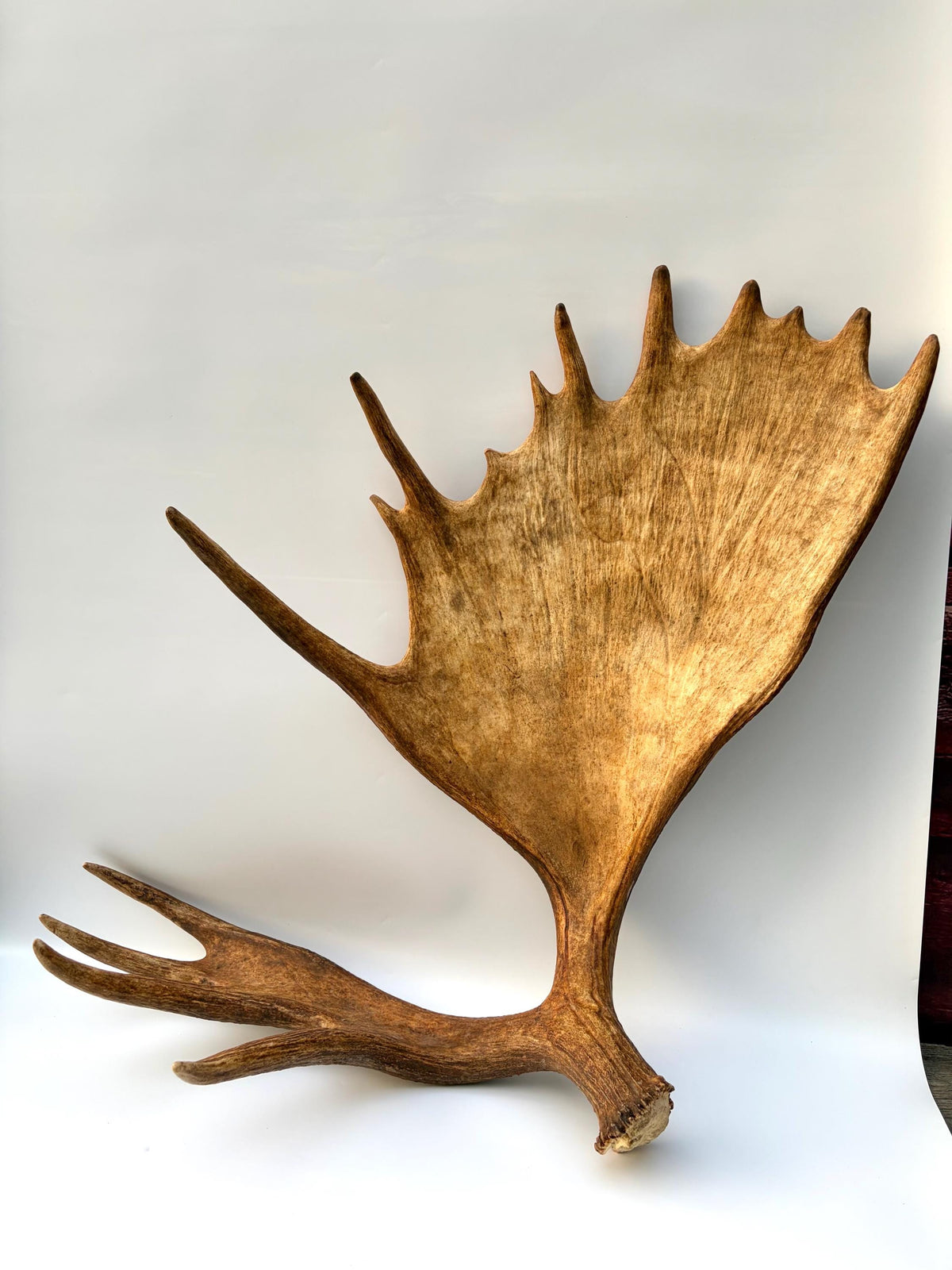Enormous Alberta Moose Antler Set. Massive antlers for wall decor, crafting, carving and more.