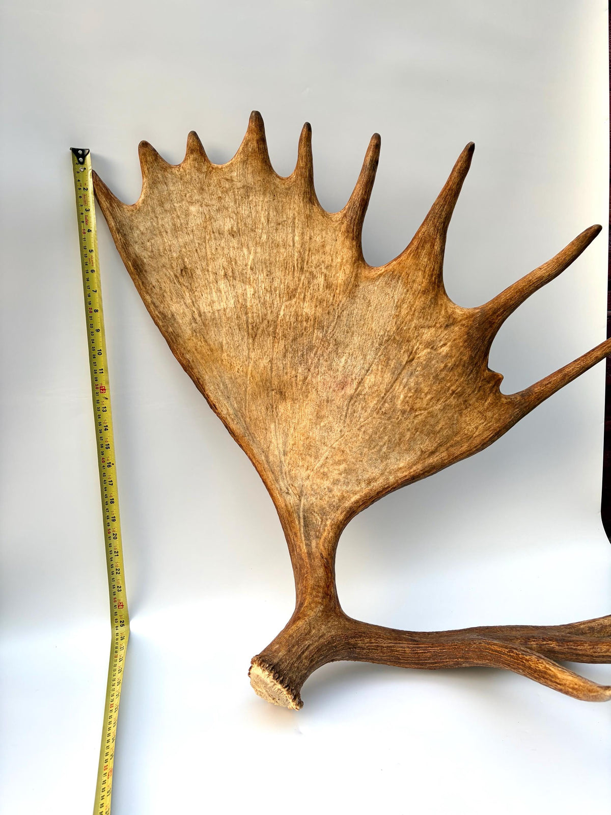 Enormous Alberta Moose Antler Set. Massive antlers for wall decor, crafting, carving and more.