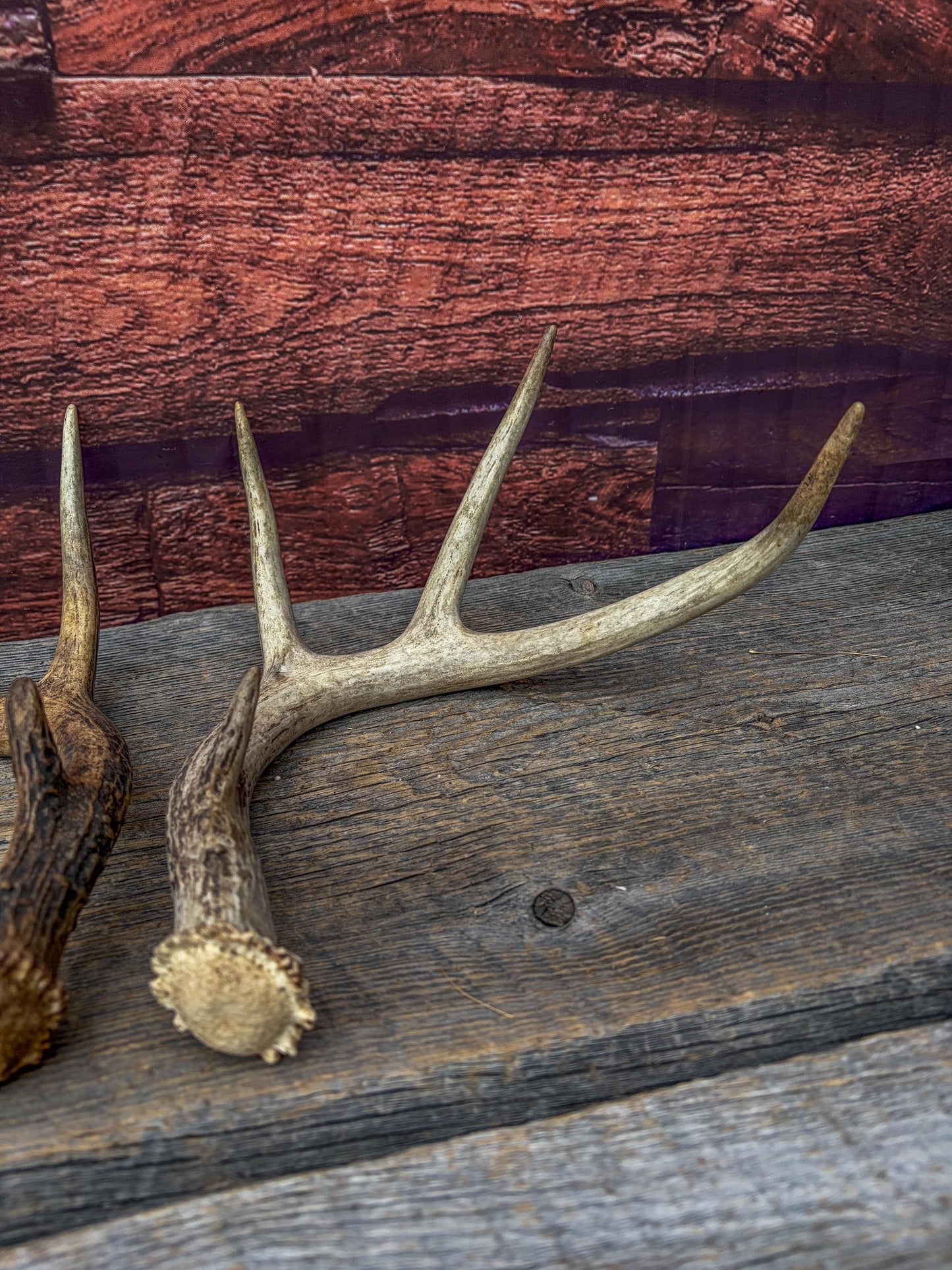 Weathered Whitetailed Deer Antlers - Matching White-tailed Deer Antler Set. Decor Crafting and More