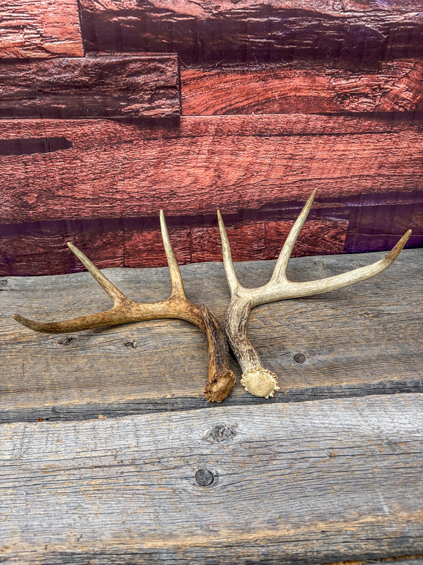 Weathered Whitetailed Deer Antlers - Matching White-tailed Deer Antler Set. Decor Crafting and More