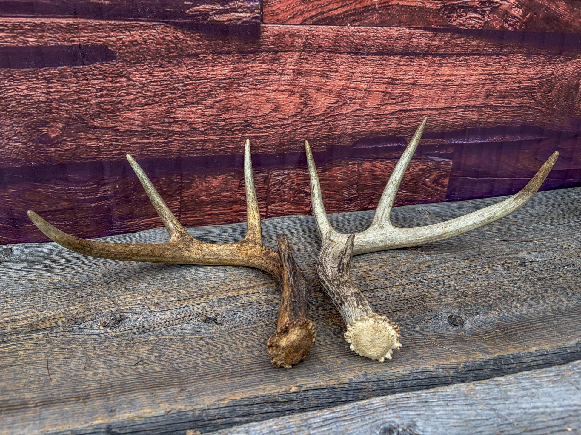 Weathered Whitetailed Deer Antlers - Matching White-tailed Deer Antler Set. Decor Crafting and More