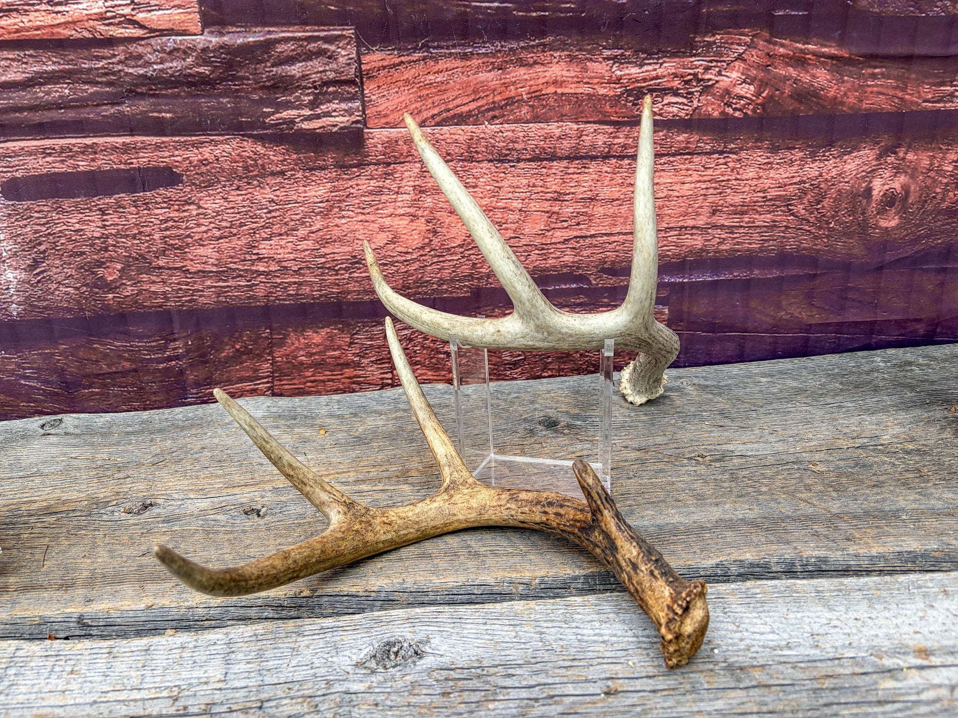 Weathered Whitetailed Deer Antlers - Matching White-tailed Deer Antler Set. Decor Crafting and More
