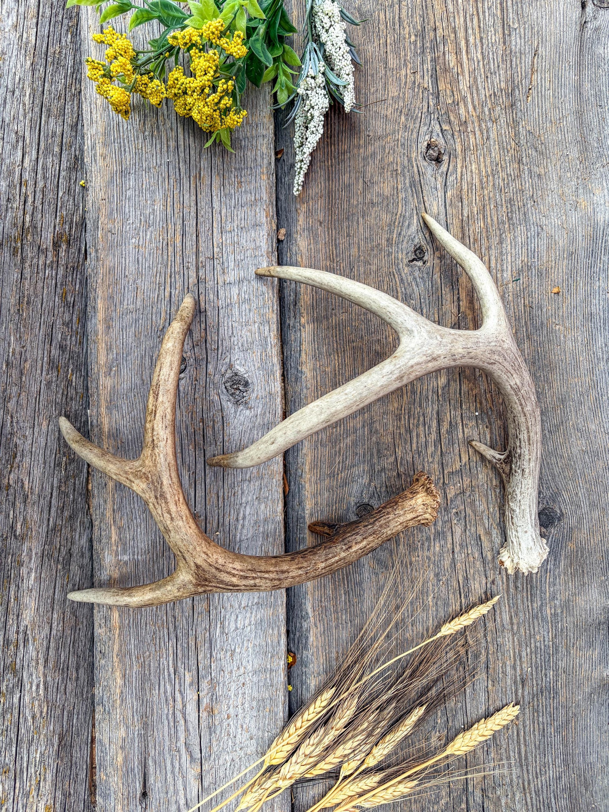 Weathered Whitetailed Deer Antlers - Matching White-tailed Deer Antler Set. Decor Crafting and More