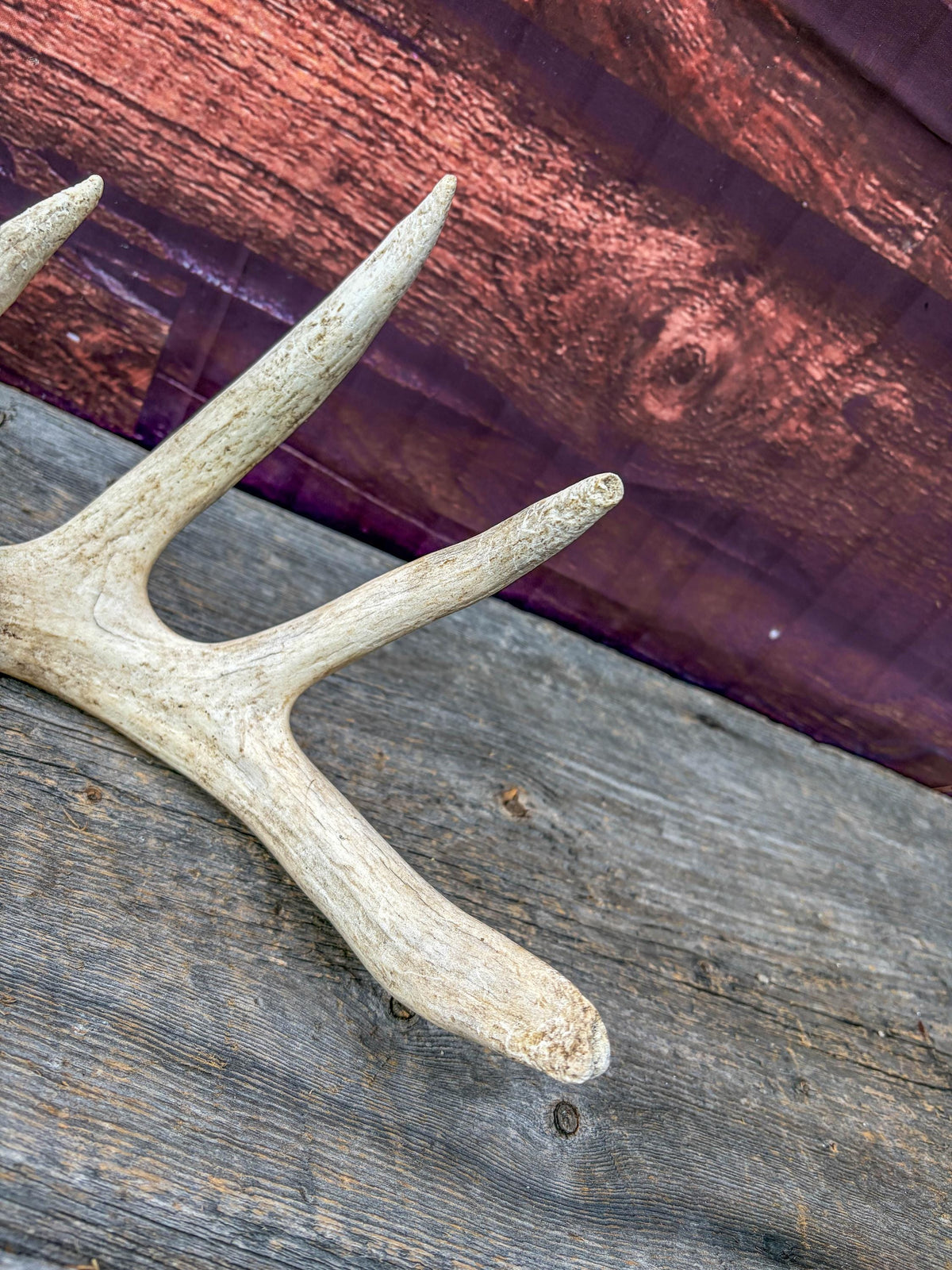 White-tailed Deer Antlers - Large Matching Set. Decor, Crafting and More.