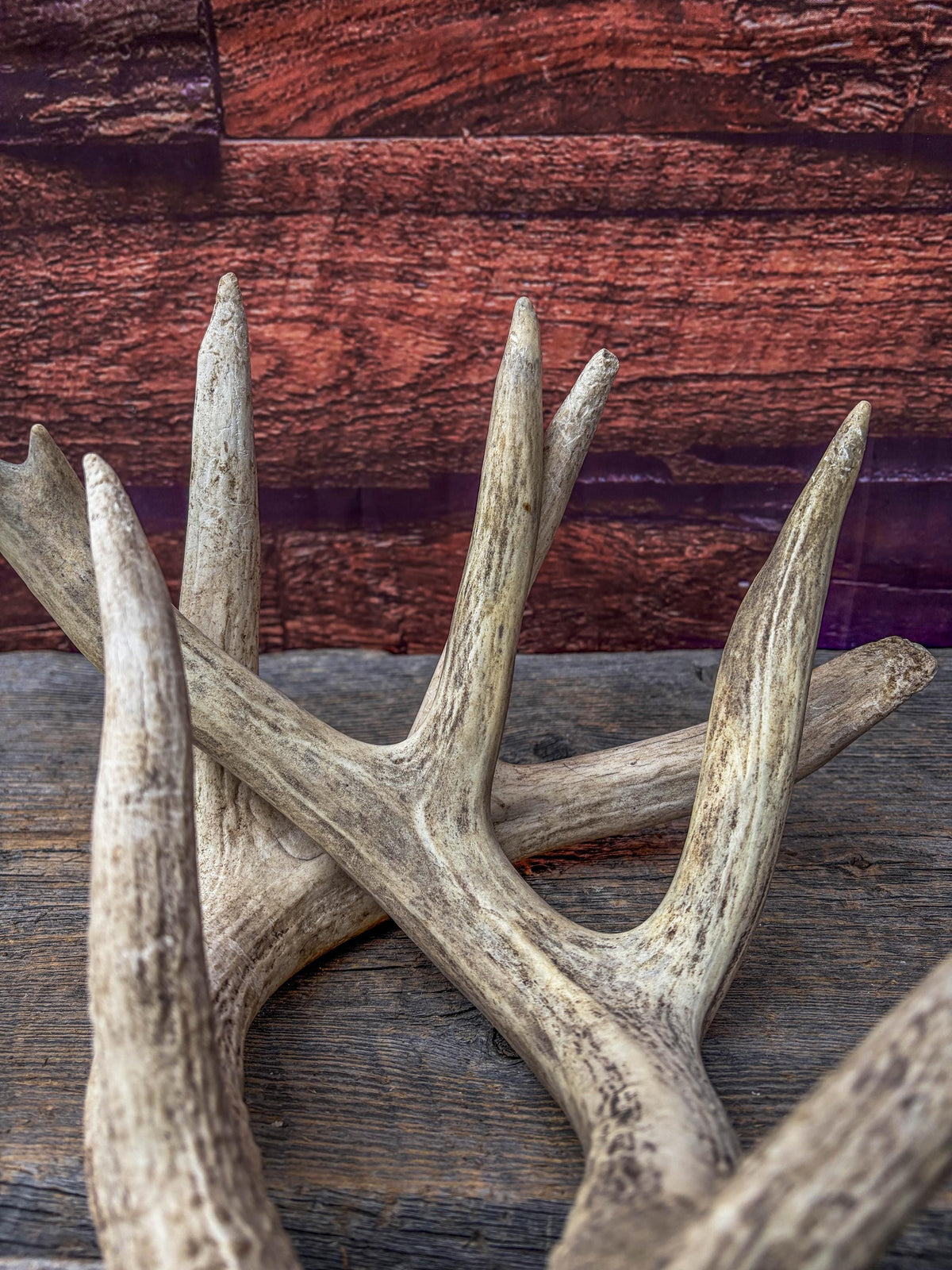 White-tailed Deer Antlers - Large Matching Set. Decor, Crafting and More.