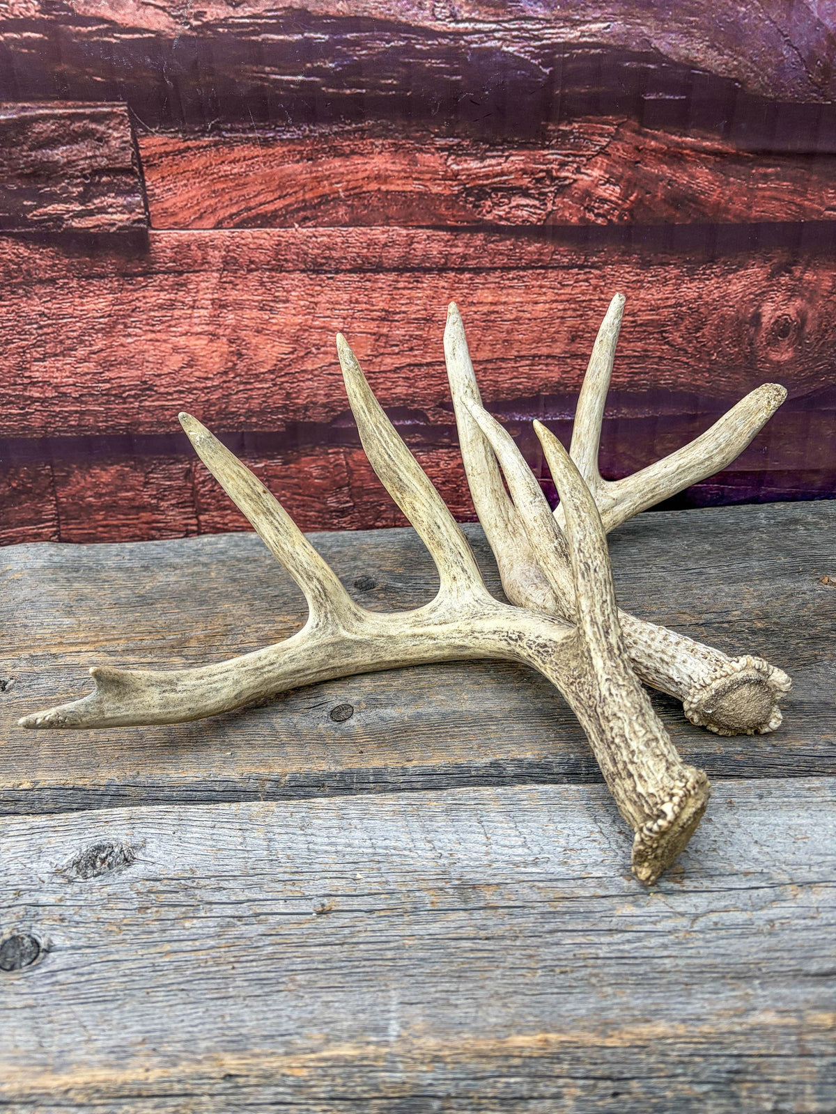 White-tailed Deer Antlers - Large Matching Set. Decor, Crafting and More.