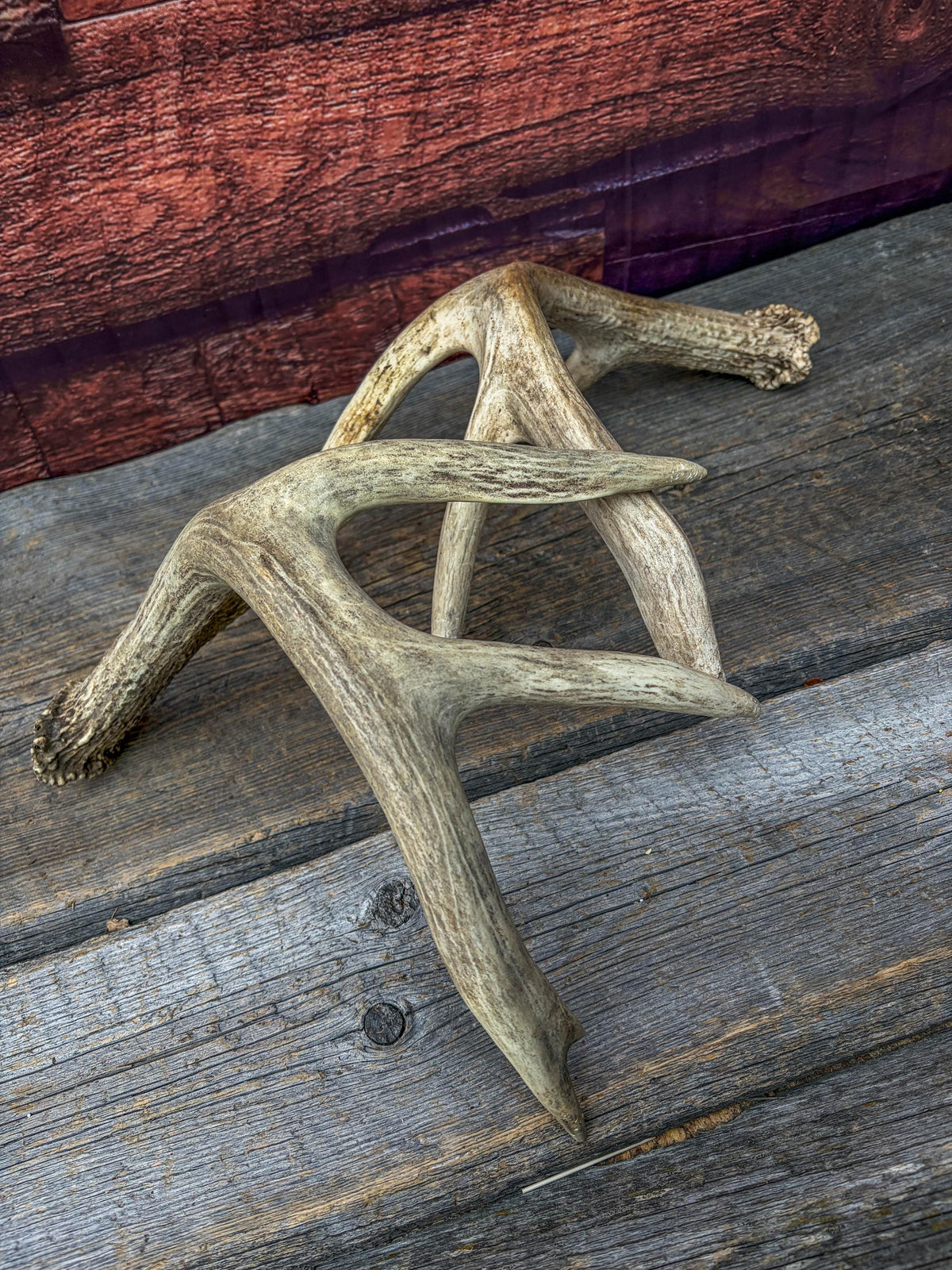 White-tailed Deer Antlers - Large Matching Set. Decor, Crafting and More.