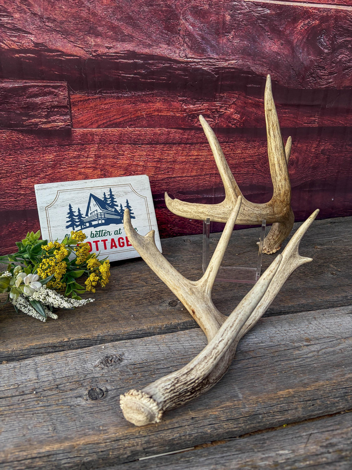 White-tailed Deer Antlers - Large Matching Set. Decor, Crafting and More.