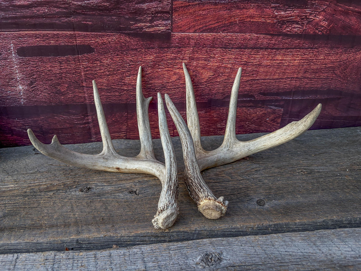 White-tailed Deer Antlers - Large Matching Set. Decor, Crafting and More.